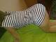 Foto privada de rafa3la69