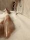 Foto privada de Honey__